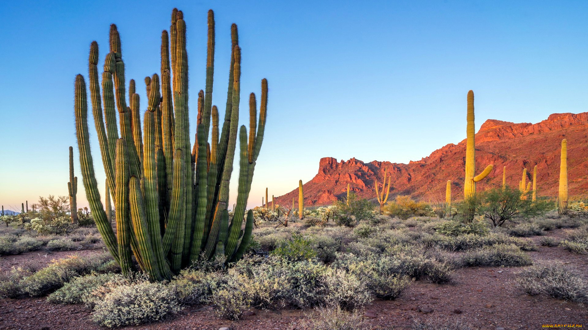 organ pipe cactus national monument, arizona, , , organ, pipe, cactus, national, monument